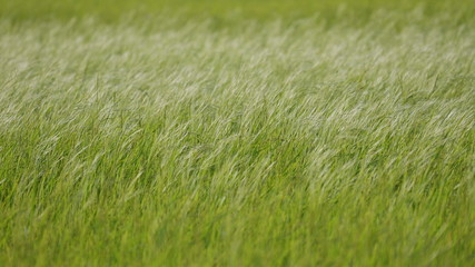 The green fields look refreshed, moving in gentle winds.