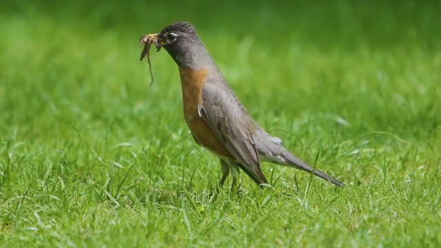 American robin perks its head up while foraging for earthworms in slow motion.