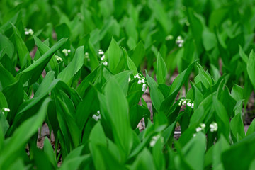 Blooming lily of the valley flowers in spring in a forest in a clearing. Floral texture. Soft selective focus.