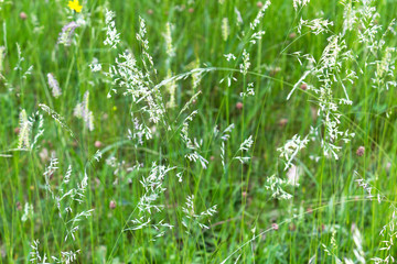 Close up green fresh grass spring alps mountains meadow background 