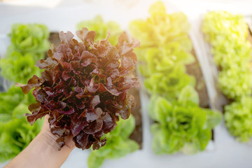 closeup hands of young man farmer checking and holding fresh organic vegetable in hydroponic farm, produce and cultivation red oak lettuce for harvest agriculture with business, healthy food concept.