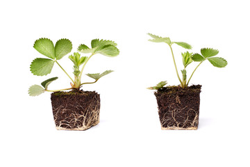 two strawberry sprouts green plant with root cope space isolated on white 
