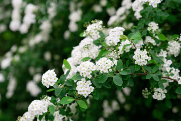 Blooming green bush Spiraea nipponica Snowmound with white flowers in spring. Floral texture. Soft...