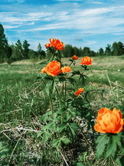 blooming orange flowers on a summer green field. Vertical photo without people.
