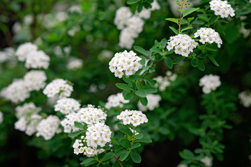 Blooming green bush Spiraea nipponica Snowmound with white flowers in spring. Floral texture. Soft selective focus.