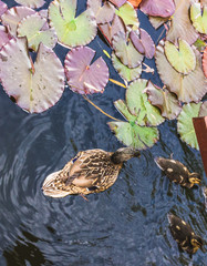 Country views of Hungarian province