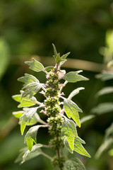 Leonurus cardiaca, motherwort, throw-wort, lion's ear, lion's tail medicinal plant with opposite leaves have serrated margins and are palmately lobed with long petioles
