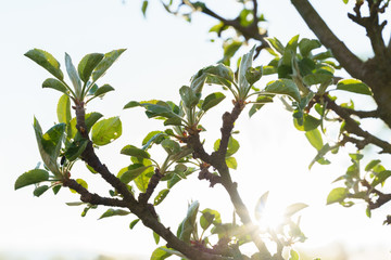 Apple tree Green leaves on spring time sunshine through the leaves