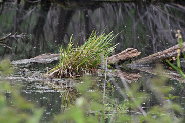 Green hummock and reflection of trees in the water. landscape in the swamp