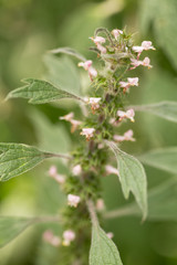 Leonurus cardiaca, motherwort, throw-wort, lion's ear, lion's tail medicinal plant used for alternative medicine