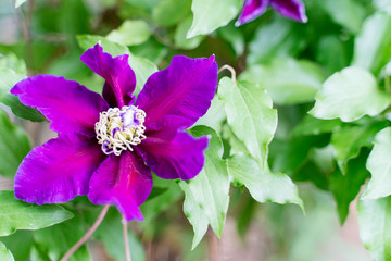 beautiful lilac flower with a beetle on a green background