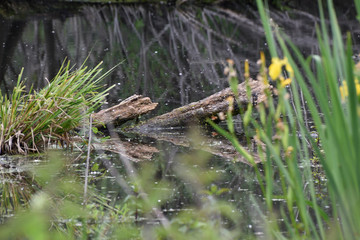 Green hill in the swamp