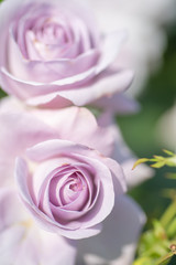 close up of pink rose