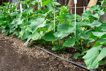 tied up the cucumbers grow on the garden. end of may