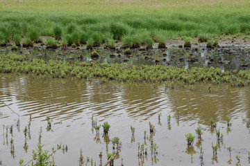 Green bumps in a swamp and reflection of trees in the water.	