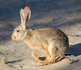 Cape Scrub Hare in Kalahari