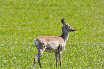 Attentive roe deer, capreolus capreolus, buck observing meadow with clean blurred background. Alert wild animal standing in nature at daybreak with copy space.
