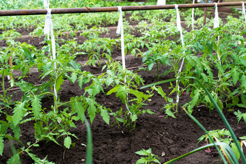 tied tomatoes grow in the garden. end of may