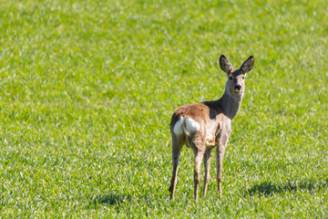 Attentive roe deer, capreolus capreolus, buck observing meadow with clean blurred background. Alert wild animal standing in nature at daybreak with copy space.