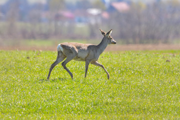 Attentive roe deer, capreolus capreolus, buck observing meadow with clean blurred background. Alert wild animal standing in nature at daybreak with copy space.