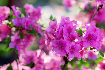 Blooming pink azalea in the garden on a summer sunny day. Soft selective focus.