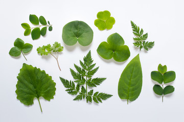 Set of wild forest plant leaves of various shapes on white background.