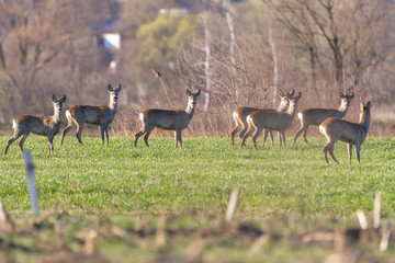 Attentive roe deer, capreolus capreolus, buck observing meadow with clean blurred background. Alert wild animal standing in nature at daybreak with copy space.