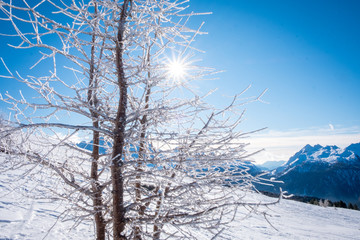 Sunny winter landscape with a tree in hoarfrost at Ski Area in Dolomites, Italy - Alpe Lusia. Ski resort in val di Fassa near Moena