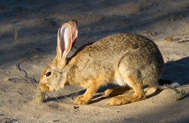 Cape Scrub Hare in Kalahari