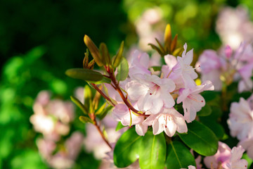 Fototapeta na wymiar Blooming pink azalea in the garden on a summer sunny day. Soft selective focus.