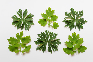 Flat lay with six complex shape textured forest plant leaves on white background.
