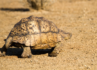 Tortoise in Kalahari