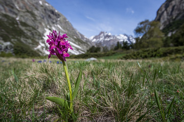 Obraz premium Mountain orchid in the alps with mountains in backgroud