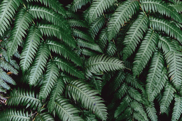 Fototapeta na wymiar Concept of nature environment care. Fern leaf In green forest. Careful attitude to the ecology of the planet.
