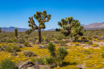 Southwest Usa Parks (Joshua Tree National Park) is located in southeastern California.
