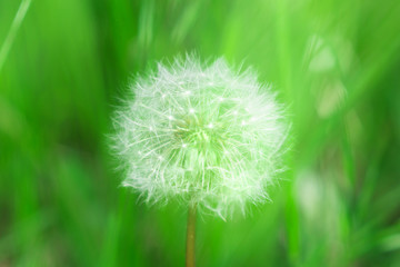 Obraz premium A herbaceous plant, Dandelion, in full ripening