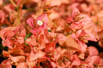 Detailed closeup of a real macro flower texture