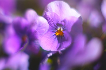 Obraz na płótnie Canvas close up of purple pansy flower
