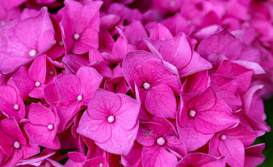 hydrangea flowers macro photo