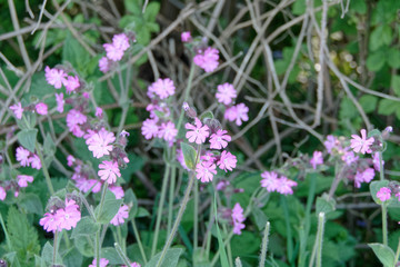 fleurs violettes de Silene dioica ou le compagnon rouge - France 