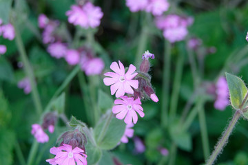Le compagnon rouge ou Silene dioica.