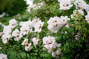 Large white flowers of tree peonies in spring close-up. Soft selective focus. Floral texture.