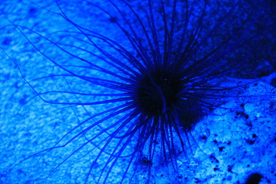 81 Best 磯巾着 Images Stock Photos Vectors Adobe Stock