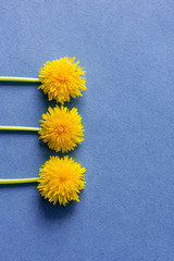 yellow flowers (dandelions) on a blue background