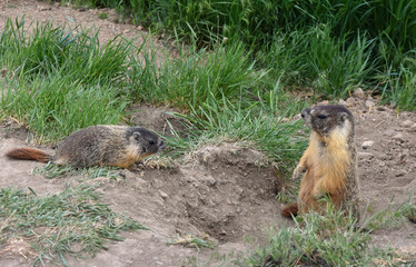 Murmeltiere in Kanada