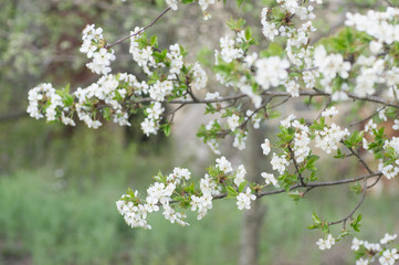 Branches of blossoming apricot macro