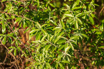 ein Silberweiden Ast