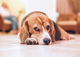 Sad beagle on floor after training. Beagle with sad opened eyes indoors. Beautiful animal...