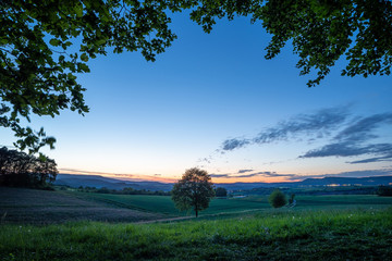 Single tree on green cornfiled infront of thunderstorm clouds at sunrise sunset