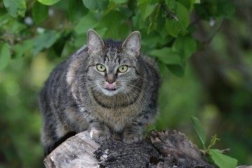 Naklejka na ściany i meble beautiful tabby cat sitting on the stump. Domestic cat in the garden. Felis silvestris catus. 